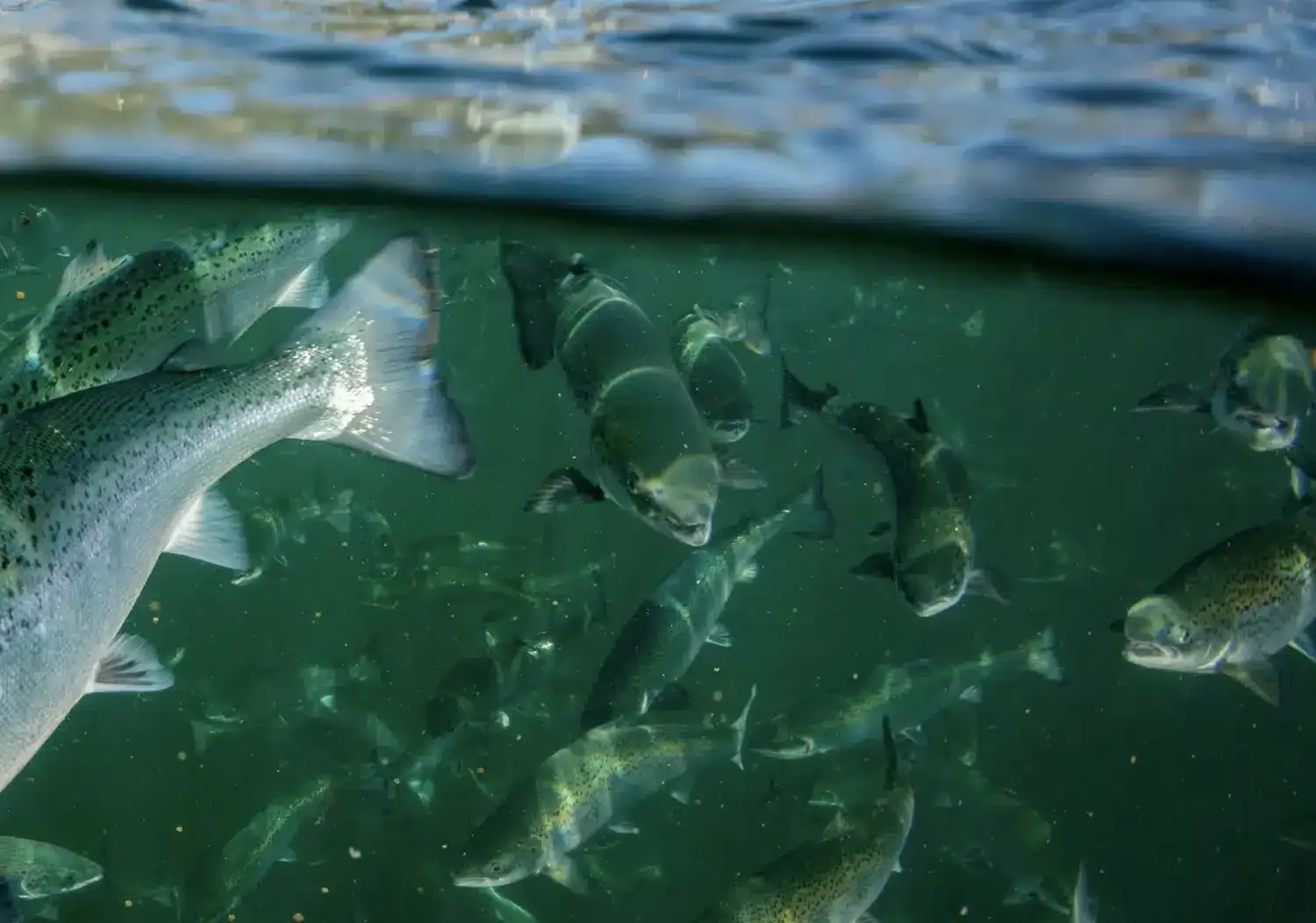 Gold River AquaFarms | Boleyn Media